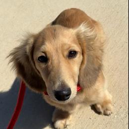 Solo - Cream male Dachshund puppy in Cleburne, Texas from Golden River Doxies
