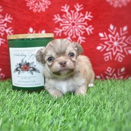 Frosty- Tiny - Chocolate sabled fawn male Chihuahua puppy in Bulls Gap, Tennessee from Smokey Mountain Chihuahuas