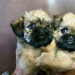 Brussels Griffon Puppies from Griffs & Giggles Ranch - The Cortez Family