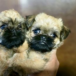 Brussels Griffon Puppies from Griffs & Giggles Ranch - The Cortez Family
