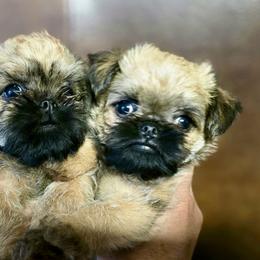 Brussels Griffon Puppies from Griffs & Giggles Ranch - The Cortez Family