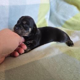 Brindle - Brindle female Dachshund puppy in Great Falls, Montana from Green Dragon Kennel