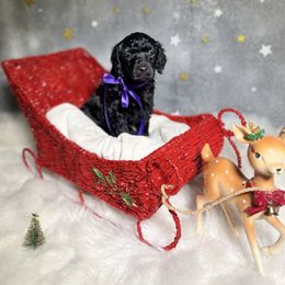 Purple - Black female Poodle puppy in Ponce De Leon, Florida from Above the Standard Dogs