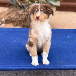 Mocha - male Australian Shepherd puppy in Tucson, Arizona from Soqui Ortiz Cattle Ranch