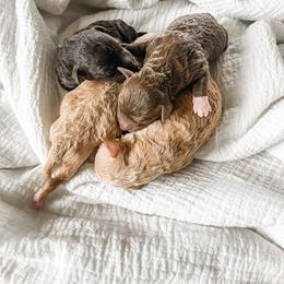 Poodle Puppies from Miniature Poodle Stud and Pups