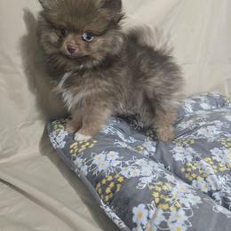 Little brother - Chocolate sable male Pomeranian puppy in Texas from Ruby's Poms