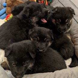 German Shepherd Puppies from Valley Shepherds LLC