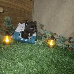 Reed - Chocolate male Pomeranian puppy in Port Angeles, Washington from Pacific Northwest Pomeranians