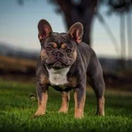 Greyson - French Bulldog