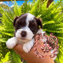 Reese - Parti female Miniature Schnauzer puppy in Dorr, Michigan from Enchanted Paws