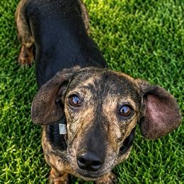 Ginny - Dachshund