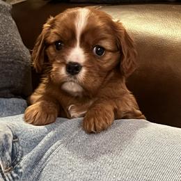 Cavalier King Charles Spaniel and Golden Retriever Puppies from Country Goldens and Mountain Top Cavaliers