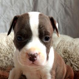 Gary - Blue brindle male American Staffordshire Terrier puppy in Cosby, Tennessee from Edelhaus Kennel