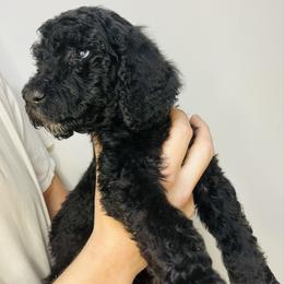 Jubilee - Black female Goldendoodle puppy in Macclenny, Florida from Davis's Doodles