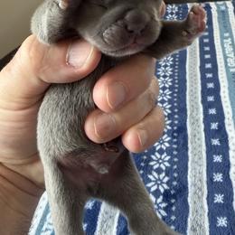 French Bulldog Puppies from Anthony Hynes