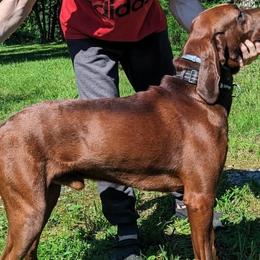 RONY - Black and Tan Coonhound