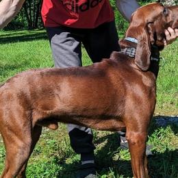RONY - Black and Tan Coonhound