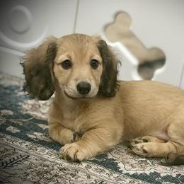 BLOSSOM (2700 RTG) - Cream female Dachshund puppy in Ville Platte, Louisiana from Cajun Pawfection