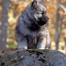 Pomsky Puppies from New World Pomskies