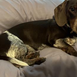 Dachshunds from New Phase Low Riders