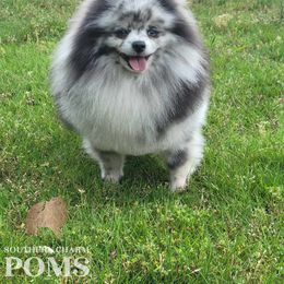 Iceman - Pomeranian