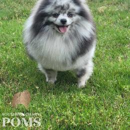 Iceman - Pomeranian
