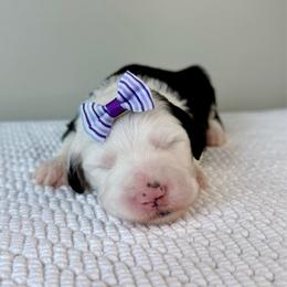 Lamb Chop - Black and white female Sheepadoodle puppy in Adams, Nebraska from Boxcar Doodles and Poodles