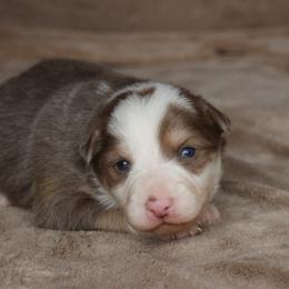 Daffy - AKC Reg - Lilac female Border Collie puppy in Courtland, Alabama from C Bar C Ranch Border Collies