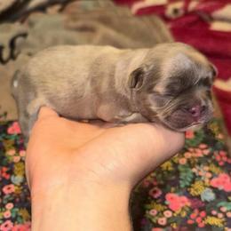 Little Bear - Blue fawn male French Bulldog puppy in Oldsmar, Florida from In the Name of Fluff