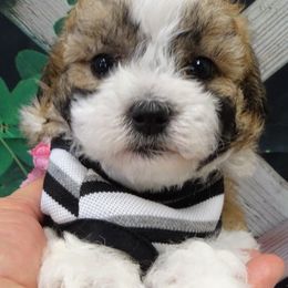 Maltipoo Puppies from Hearthside Meadow