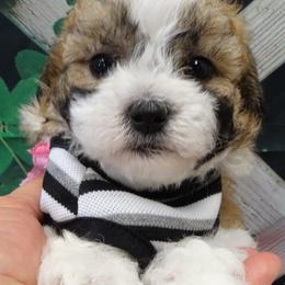 Maltipoo Puppies from Hearthside Meadow