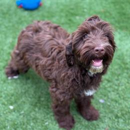 Molly - Chocolate female Australian Labradoodle puppy in Rhode Island from Highland Beach Labradoodles
