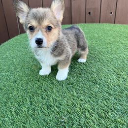 Pembroke Welsh Corgi Puppies from Kern River Corgis