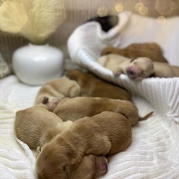 Golden Retriever Puppies from DeClercks Goldens