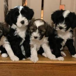 Tibetan Terriers from Supreme Point Kennels