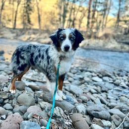Merley - Miniature Australian Shepherd
