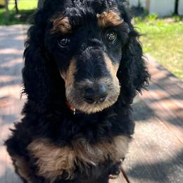 Natalie Portman - Phantom female Poodle puppy in Mount Gilead, Ohio from Cats Creek Standard Poodles