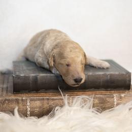 Sally - Apricot female Goldendoodle puppy in Seffner, Florida from Gold Diamond Pup
