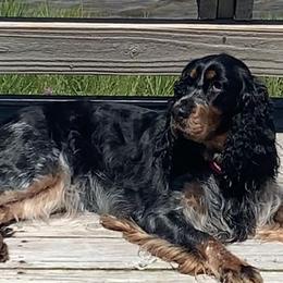 Riley - English Springer Spaniel