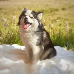 Samira - Pomsky