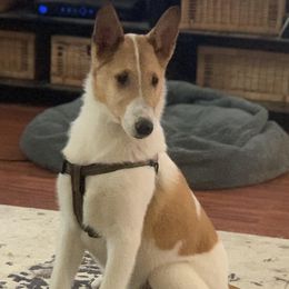Poppy - Collie