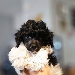 Phantom Parti Boy, Ramses - Parti male Poodle puppy in Coolidge, Arizona from Effervescent-Pooches