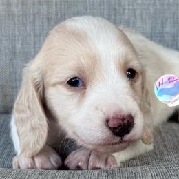 Cream Piebald Boy - Cream male Dachshund puppy in Houston, Texas from L&L 4D Dancer’s Dachshunds