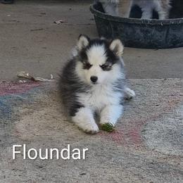 Flounder - Black and white male Pomsky puppy in Blackfoot, Idaho from Snake River Pomskys