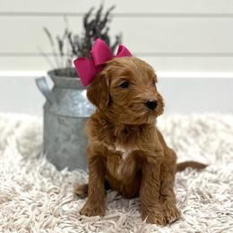 Nala- Pink Collar - Apricot female Goldendoodle puppy in Arlington, Washington from Anderson Goldendoodles