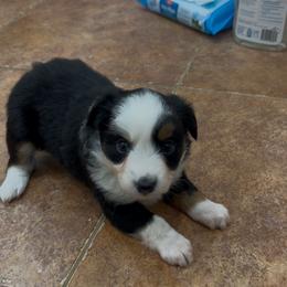 Lola - Black & white female Toy Australian Shepherd puppy in Brentwood, California from Itty Bitty Aussies