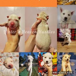 Siberian Husky Puppies from Lunter's Heaven Huskies