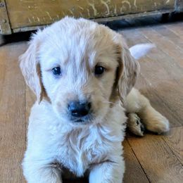 Boy 2 - male Golden Retriever puppy in Pamplin, Virginia from Hope & Joy Acres