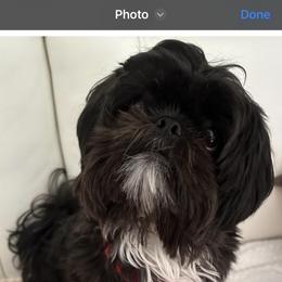 Shih Tzu Puppies from Precious to the world Shih Tzu’s