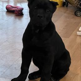 Vika - Black Cane Corso puppy in Briggs, Texas from Capital City Corso’s